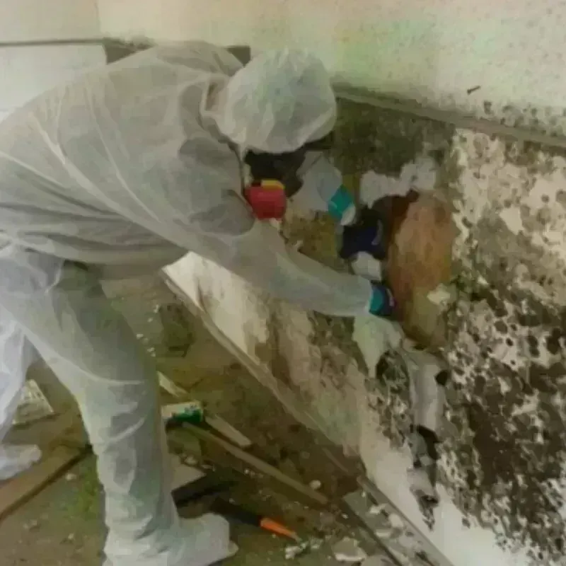 Mold Remediation and Removal in Dumfries, VA